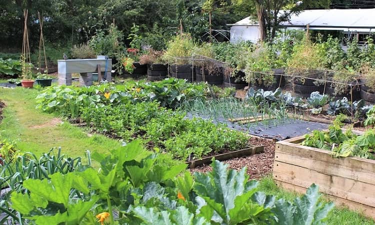 How to turn your backyard into a vegetable garden