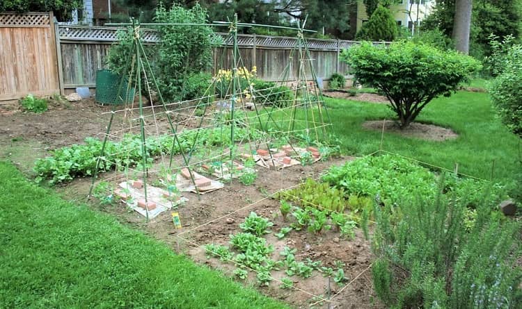 How to turn your backyard into a vegetable garden