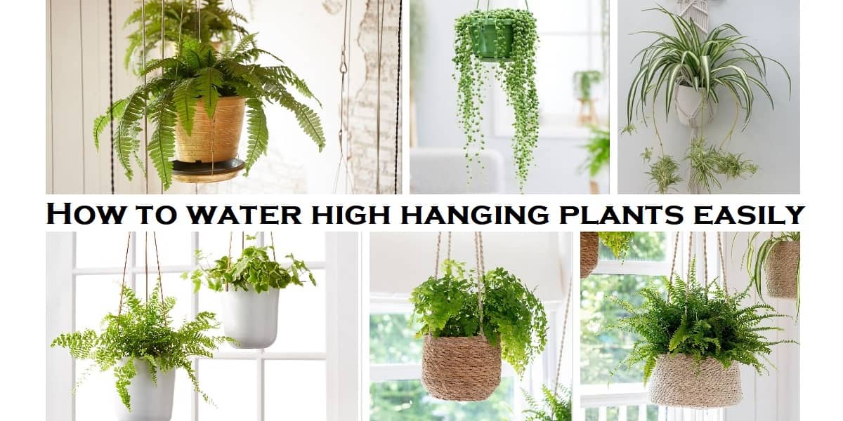 how-to-water-high-hanging-plants-easily-without-dripping-lawn-gardeners