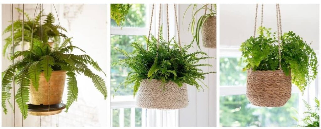 caring for hanging house plants