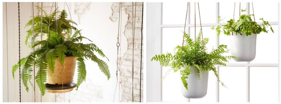 How to water high hanging plants