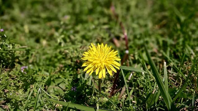 weeding a lawn