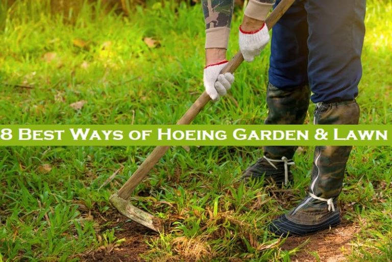 8 Best Ways of Hoeing the Garden
