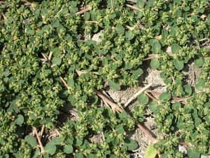 Creeping Spurge