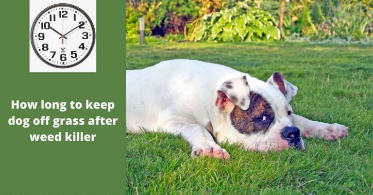 How long to keep dog off grass after weed killer