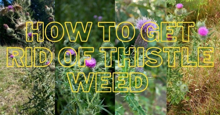 How to get rid of thistle weeds