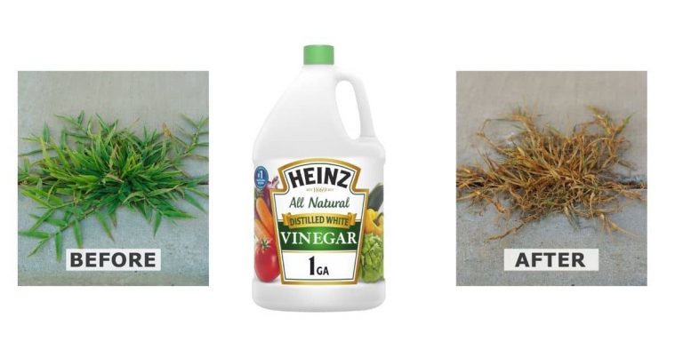 How to use white vinegar as a weed killer