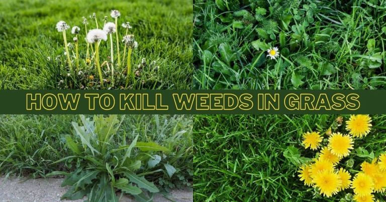 How to kill weeds in lawn without killing grass