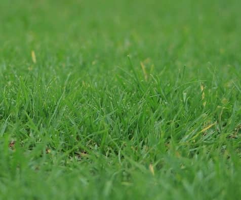 lawn aeration