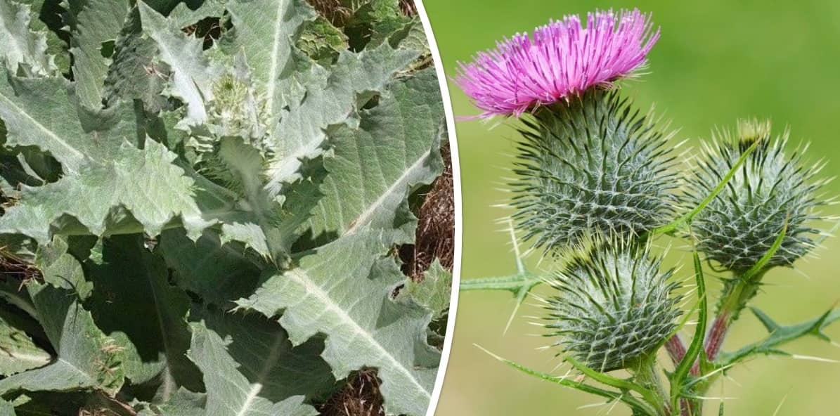 How To Get Rid Of Thistle Weeds In Ways Lawn Gardeners