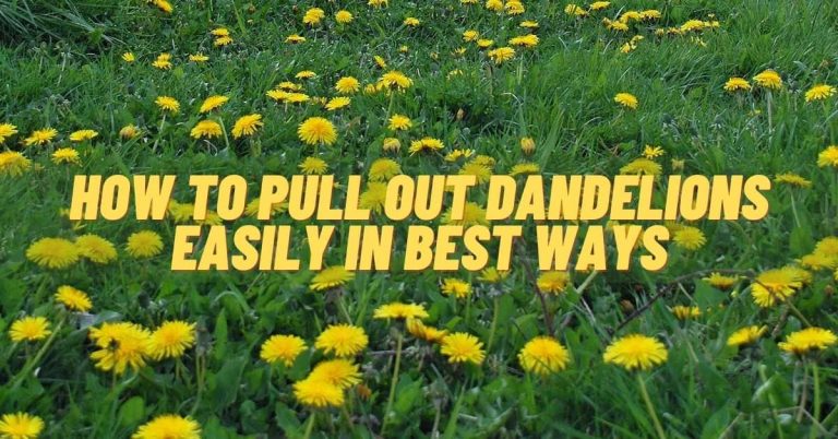 How to pull out dandelions
