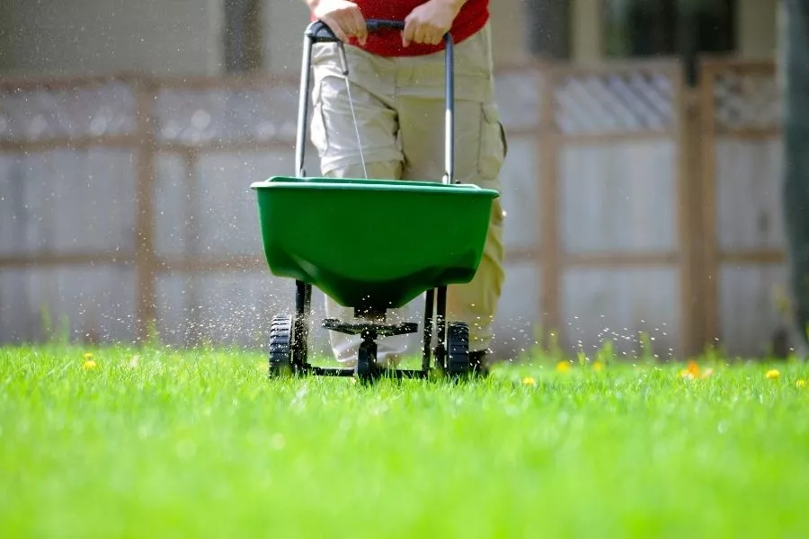 Fertilize your new grass