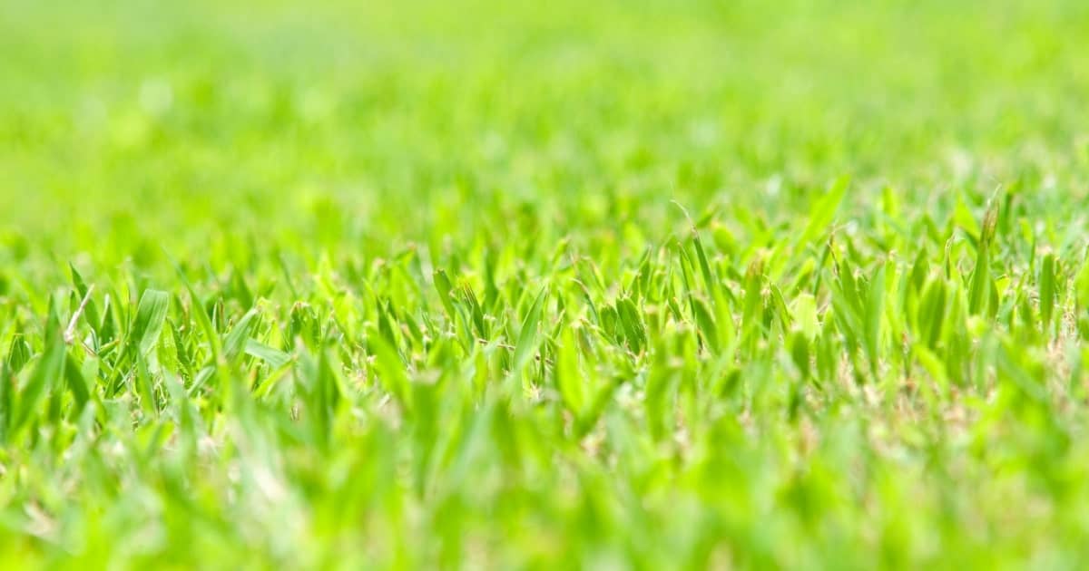 How to overseed or reseed your lawn