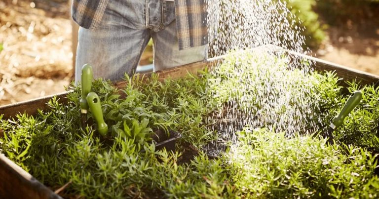 How to water a raised garden bed