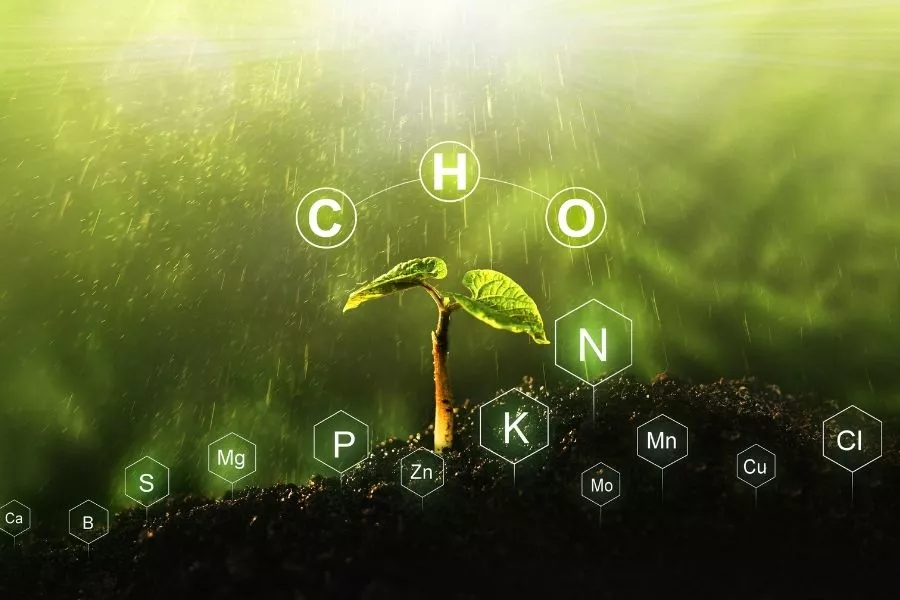 Sources of nitrogen