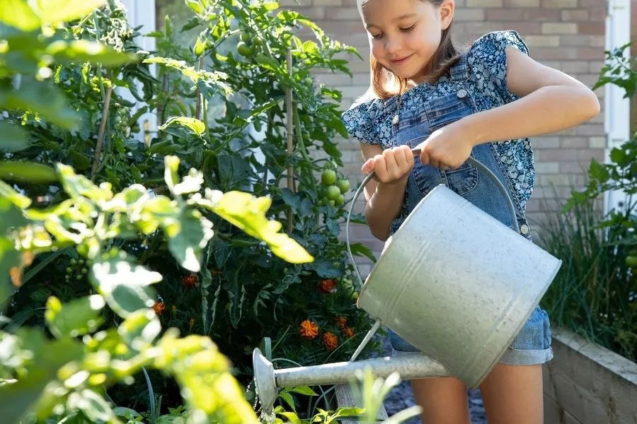 watering raised bed