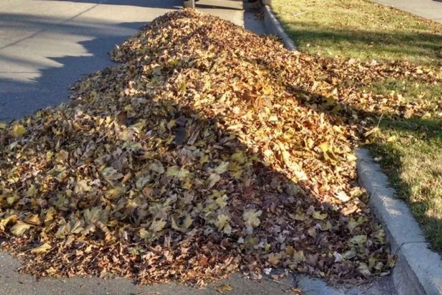 Best way to pick up leaves