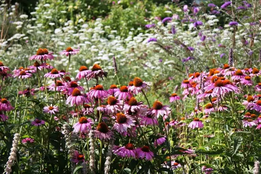 Purple coneflower