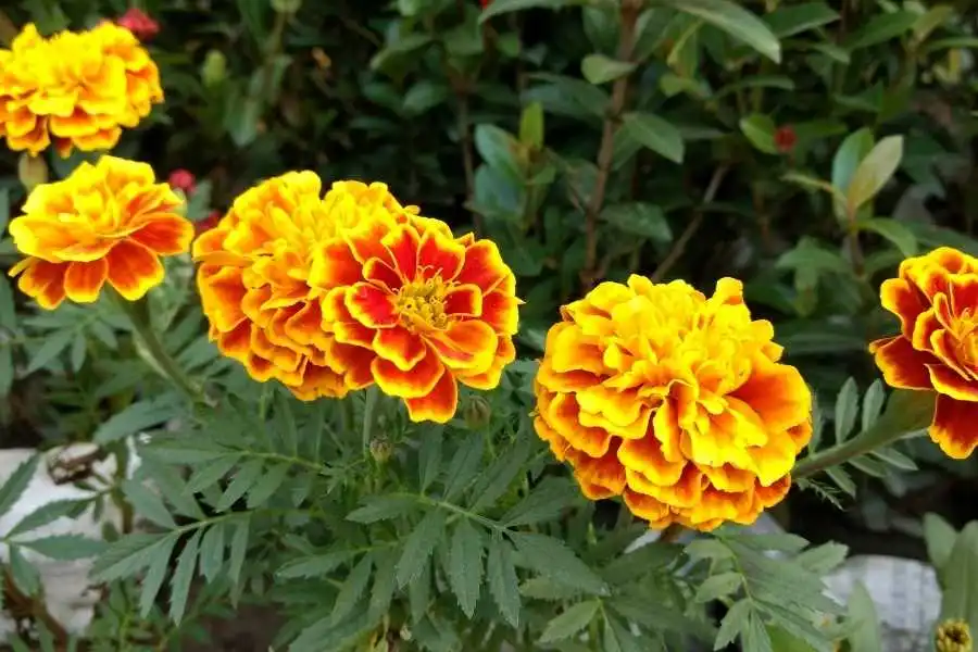 marigolds