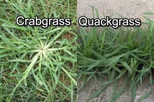 How to get rid of crabgrass in the spring? - Lawn Gardeners