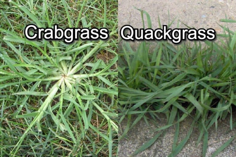 How To Get Rid Of Crabgrass In The Spring? - Lawn Garden Tips