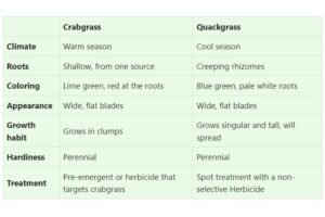 How to get rid of crabgrass in the spring? - Lawn Gardeners