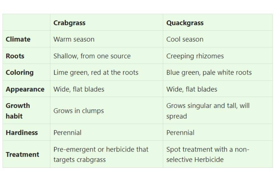 Crabgrass vs Quackgrass difference