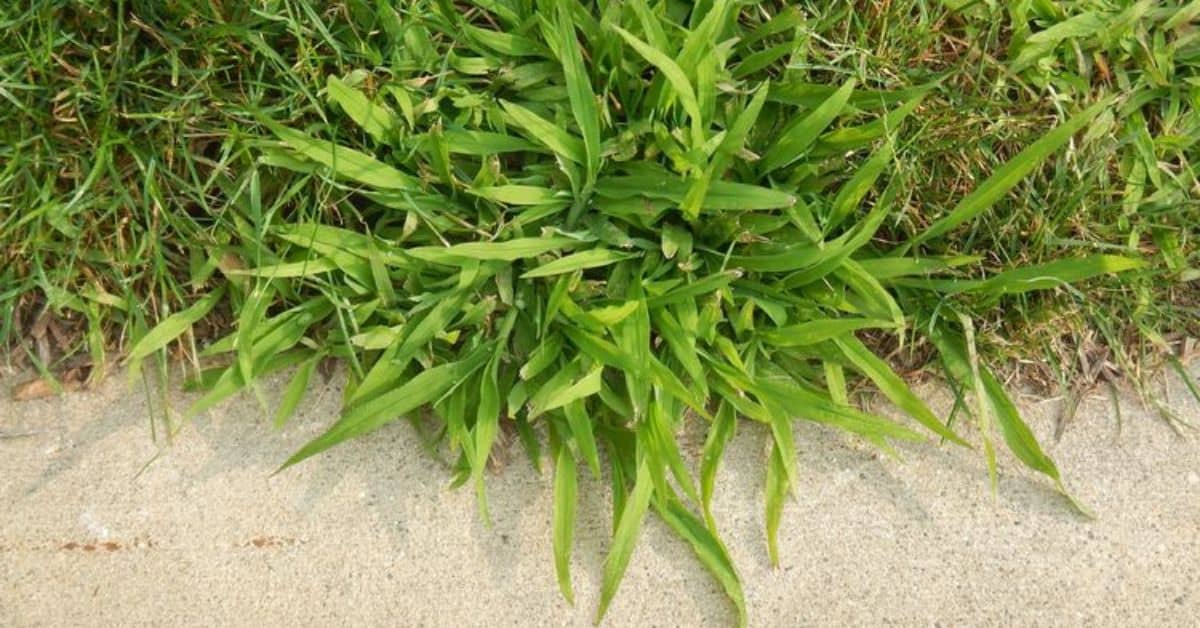 how to get rid of crabgrass in the spring