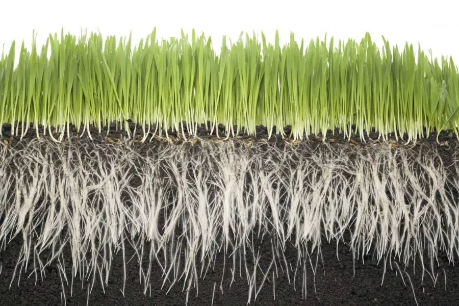 How to make grass seed grow faster