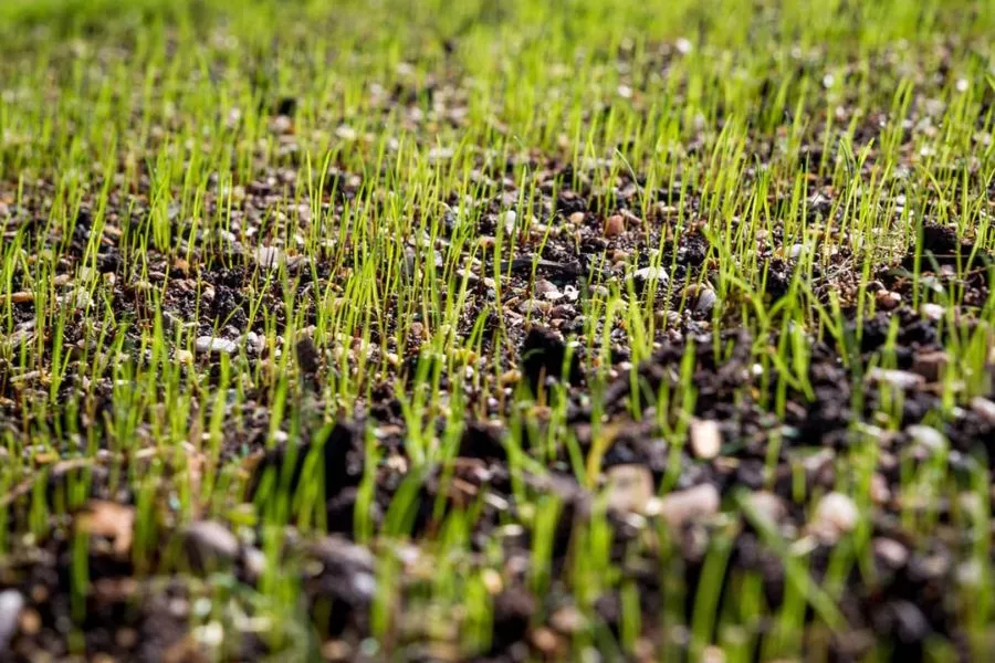 grass seed speed up germination