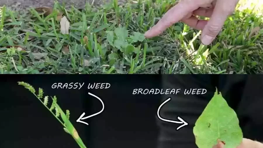 What is a broadleaf weed