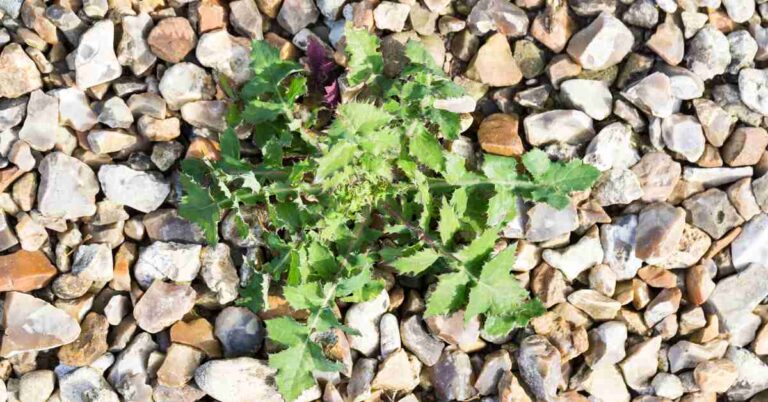 best ways of removing weeds from gravel