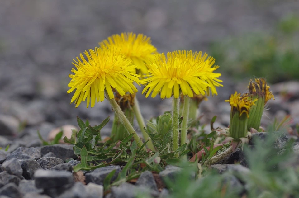 Types of weeds grow in gravel