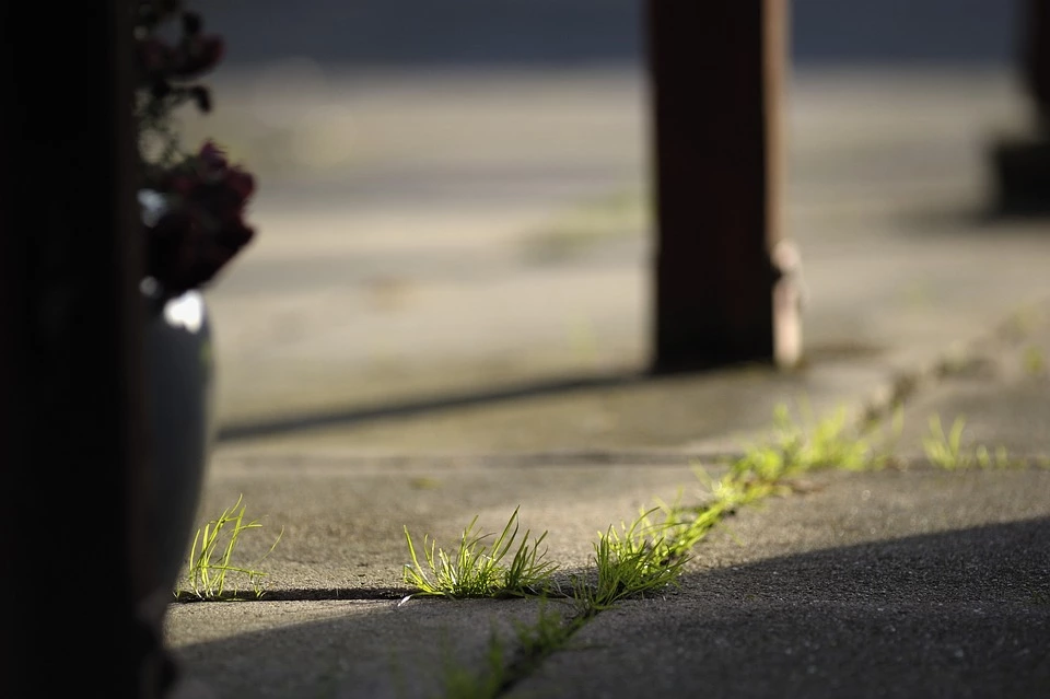 grass on driveway