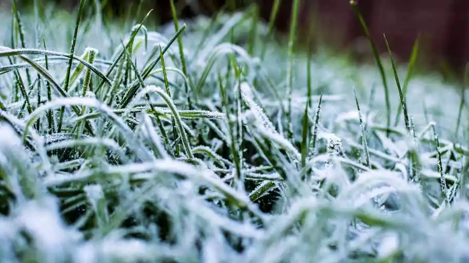 how to protect new grass from frost