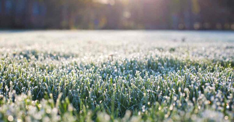 how to protect new grass seed from frost