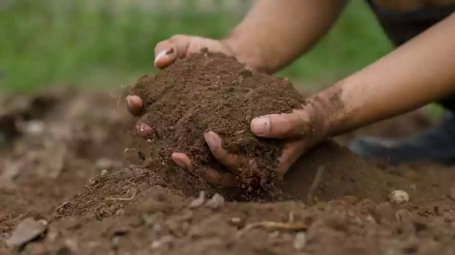 Importance of soil preparation for gardening
