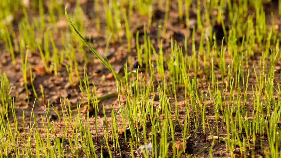 plant grass seeds