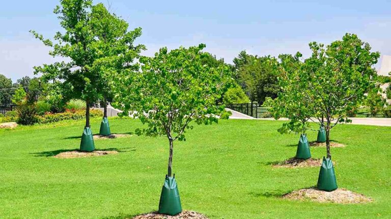 How Do Tree Watering Bags Work