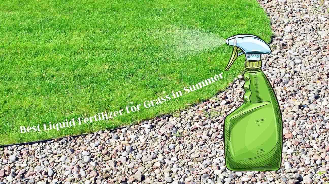 5 Best Liquid Fertilizer for Grass in Summer Lawn Gardeners