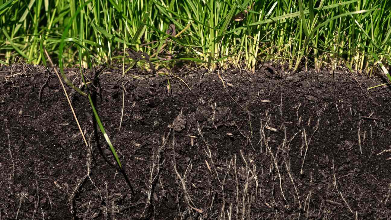 Top Dressing Lawn With Compost A Complete Guide Lawn Gardeners