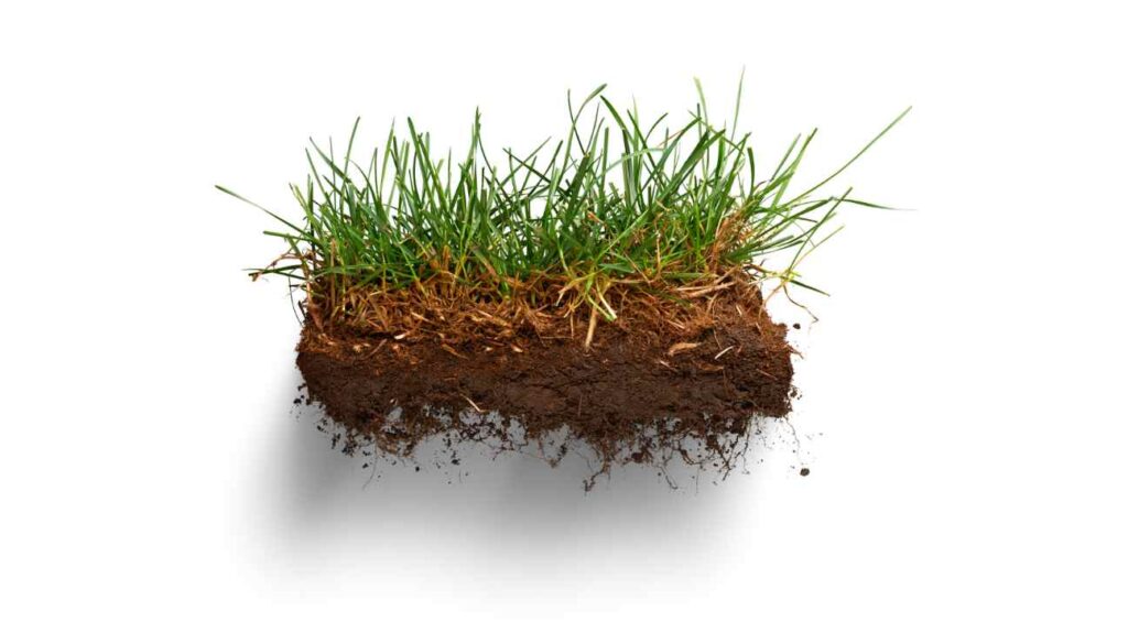 The problem with compacted Soil and Thatch