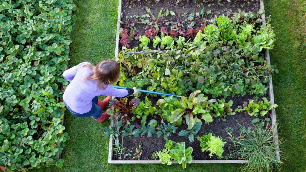 how to control weeds in vegetable garden