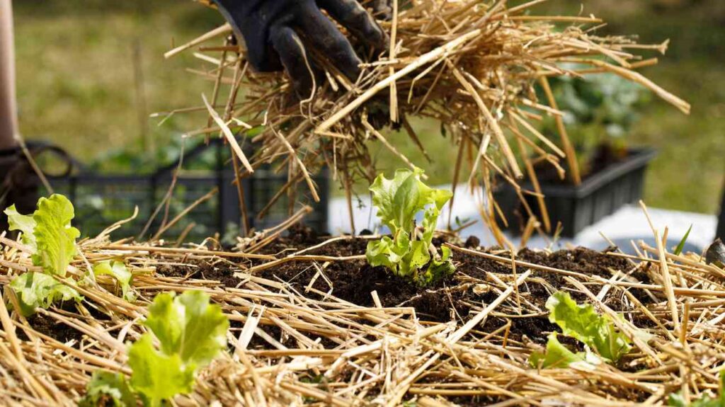 use mulch on vegetable garden